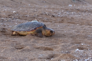A Loggerhead Turtle (Caretta caretta) returning to the sea after nesting and being equipped with a Platform Transmitter Terminal at Kyparissia Bay, Peloponnese, Greece, in 2018