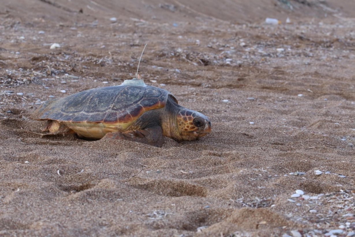 Clutch Frequency For Loggerhead Turtles (Caretta caretta) Nesting in Kyparissia Bay, Greece
