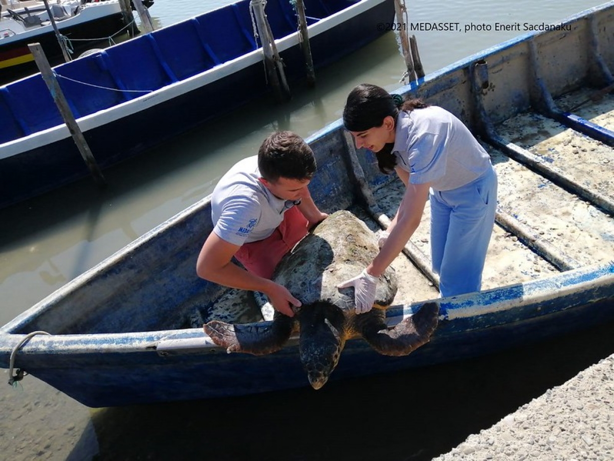 World Sea Turtle Day marks launch of field surveys in North Aegean and Albanian Coasts