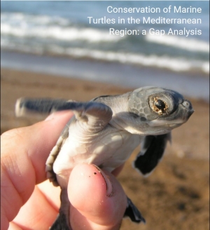 Conservation of Marine Turtle in the Mediterranean Region: A Gap Analysis by Alan Rees