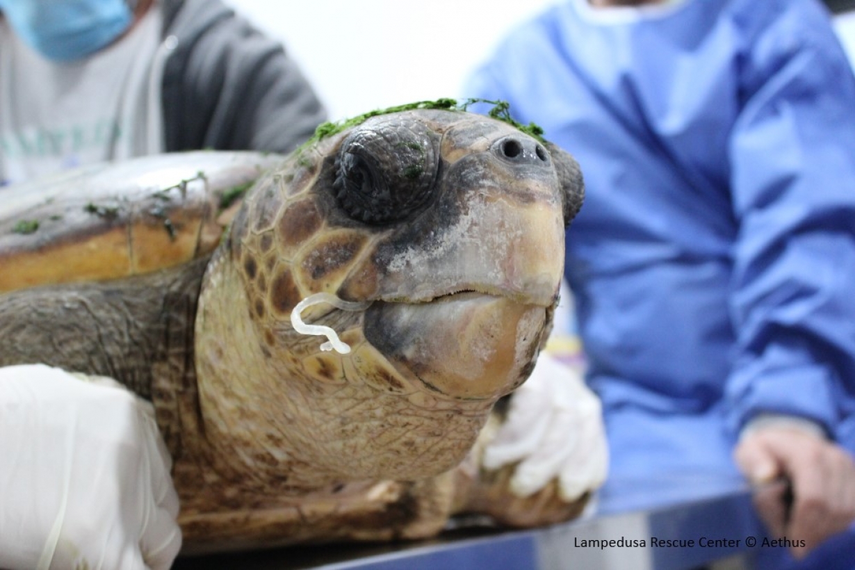 Sub Regional Training on Marine Turtle Rescue
