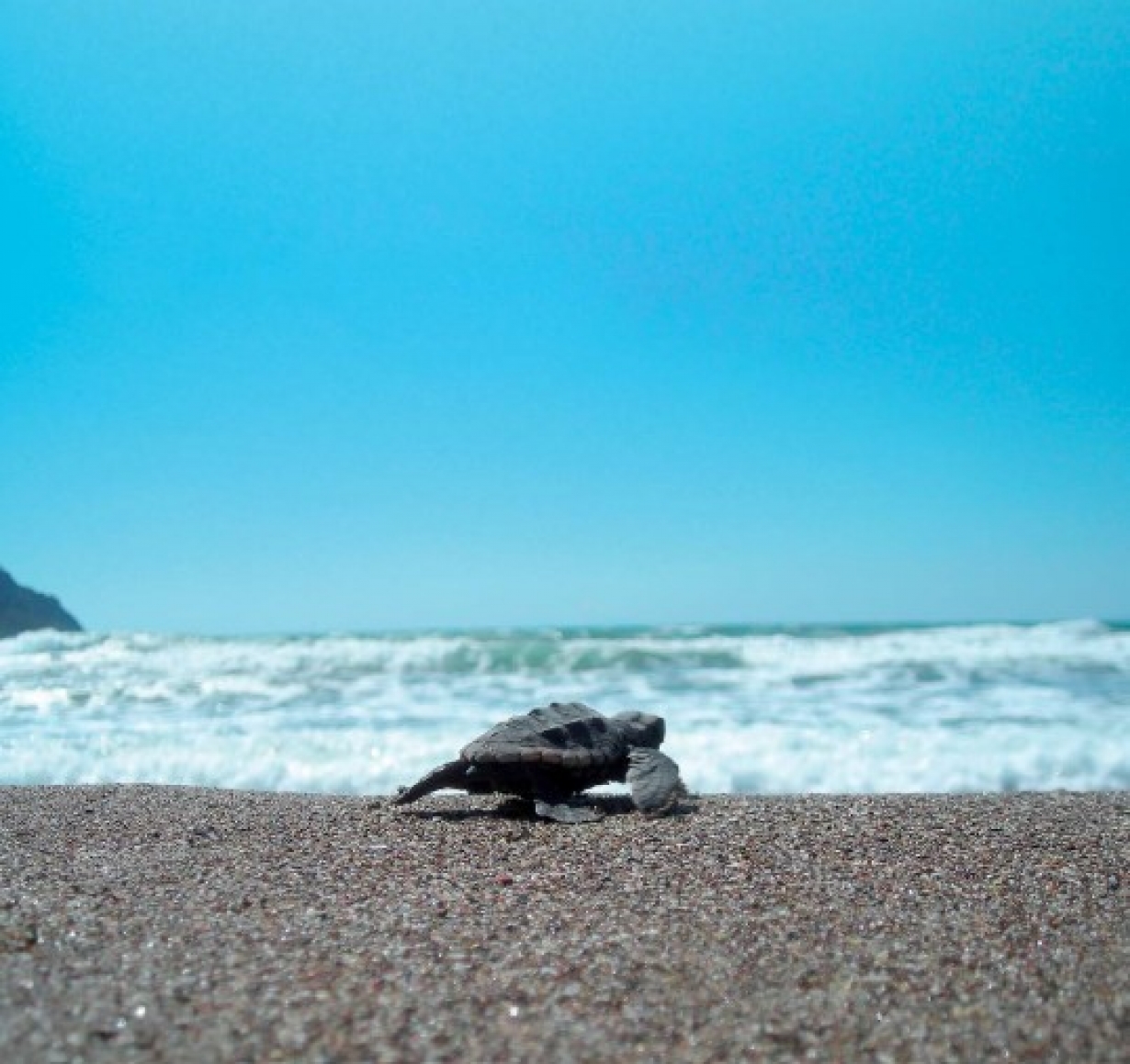 Conservation of Marine Turtles in the Mediterranean Sea