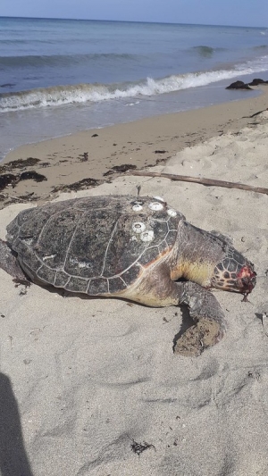 PRESS RELEASE: Experts meet to discuss sea turtle stranding network in Albania