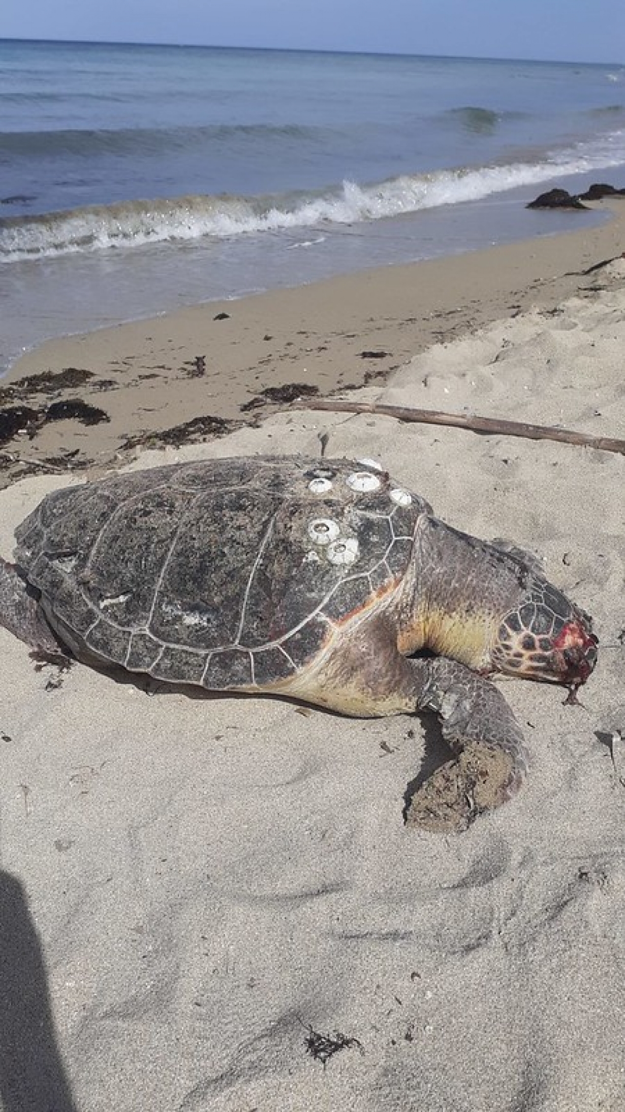 PRESS RELEASE: Experts meet to discuss sea turtle stranding network in Albania