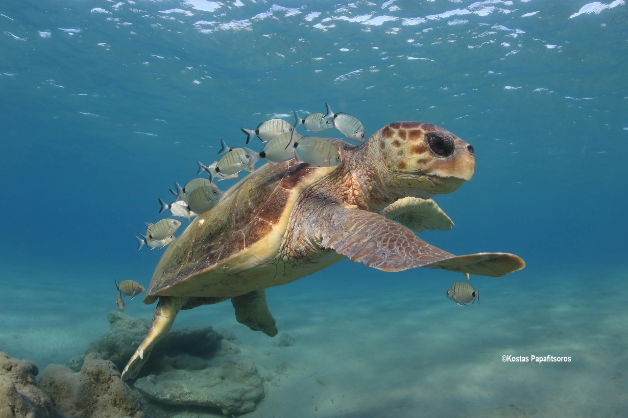 Sea turtles in the Mediterranean Region - MTSG Regional Report 2020 ©