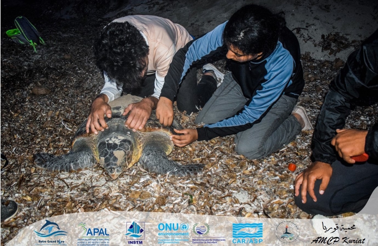 Nesting Monitoring of Caretta caretta  Sea Turtle in Kuriat islands!