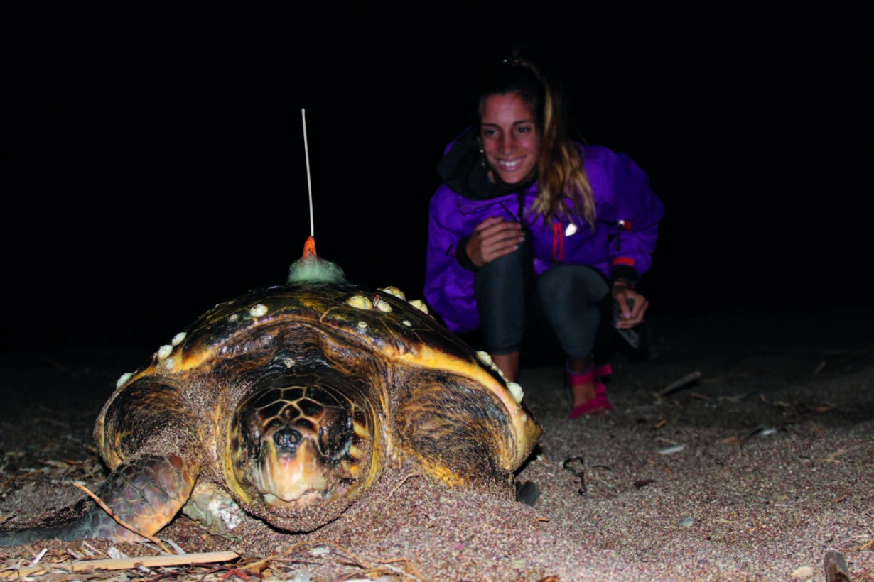 Identifying  Critical Marine Habitats of the Largest Nesting Population of Loggerhead Sea Turtle in Mediterranean: Insights from Stable Isotope Markers and Satellite Telemetry