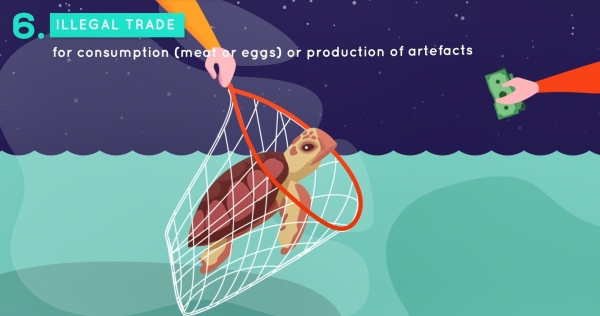 Conservation of Marine Turtles in the Mediterranean Region Video ...