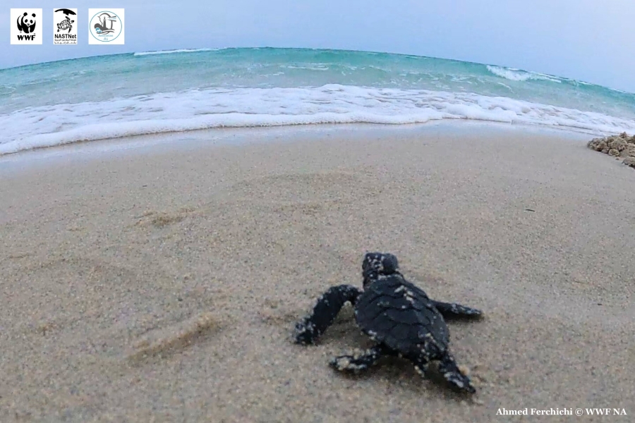 The Marine Turtle Bulletin: 2023-2024 Conservation...